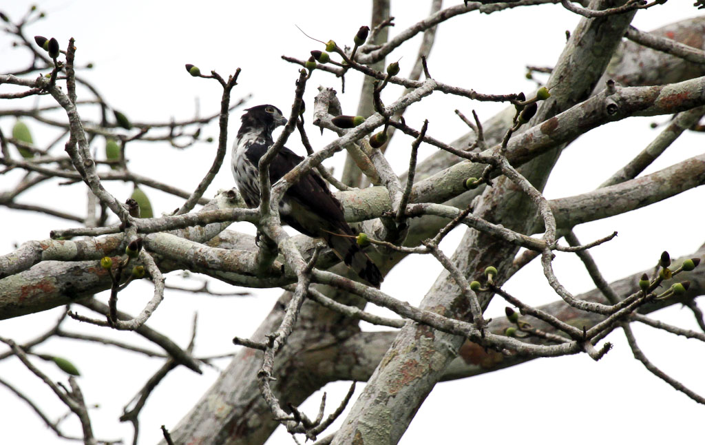 Grey Headed Kite Scouting from the Treetops.