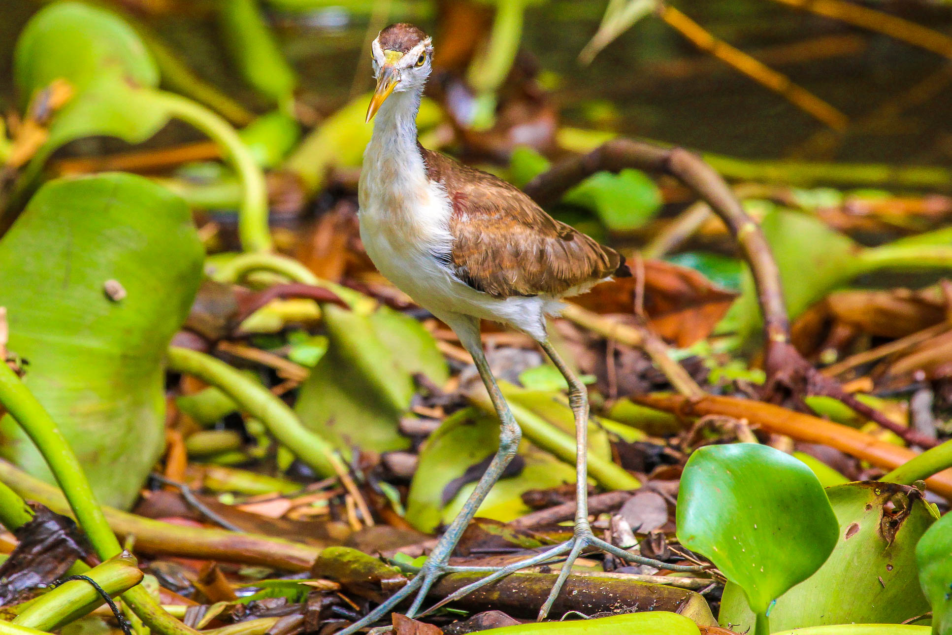 Young Heron Sierpe Mangler