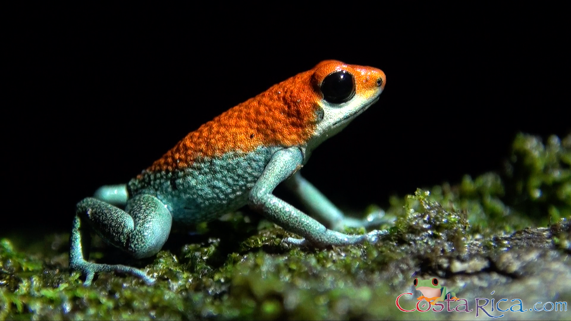 granular poision frog.png