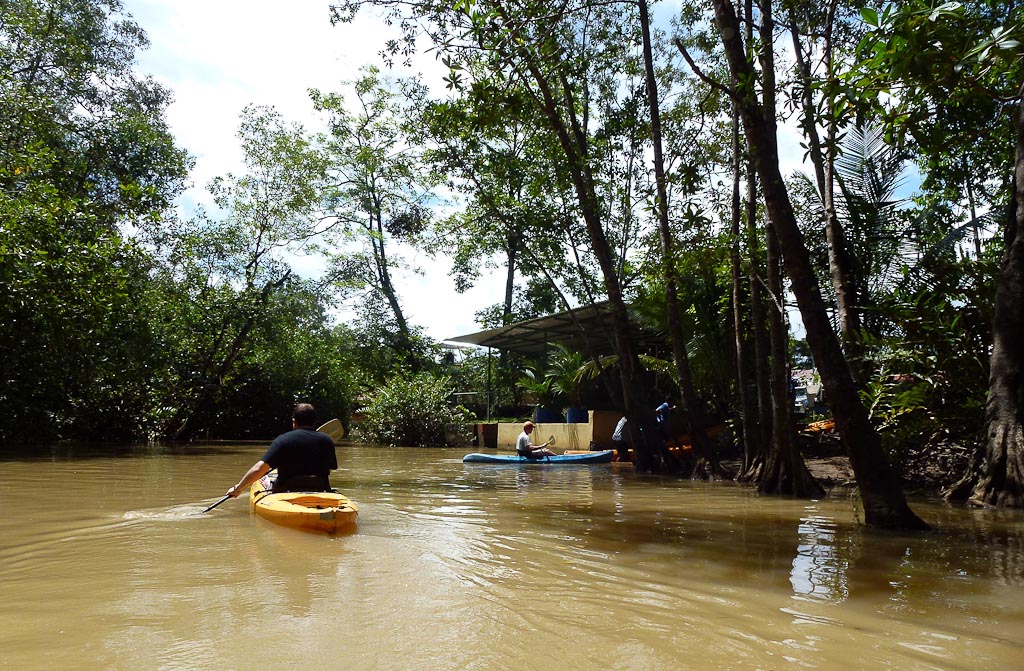 manglar isla mangrove kayak going back 7.jpg