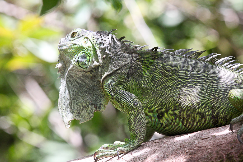 green iguana closeup 10.jpg