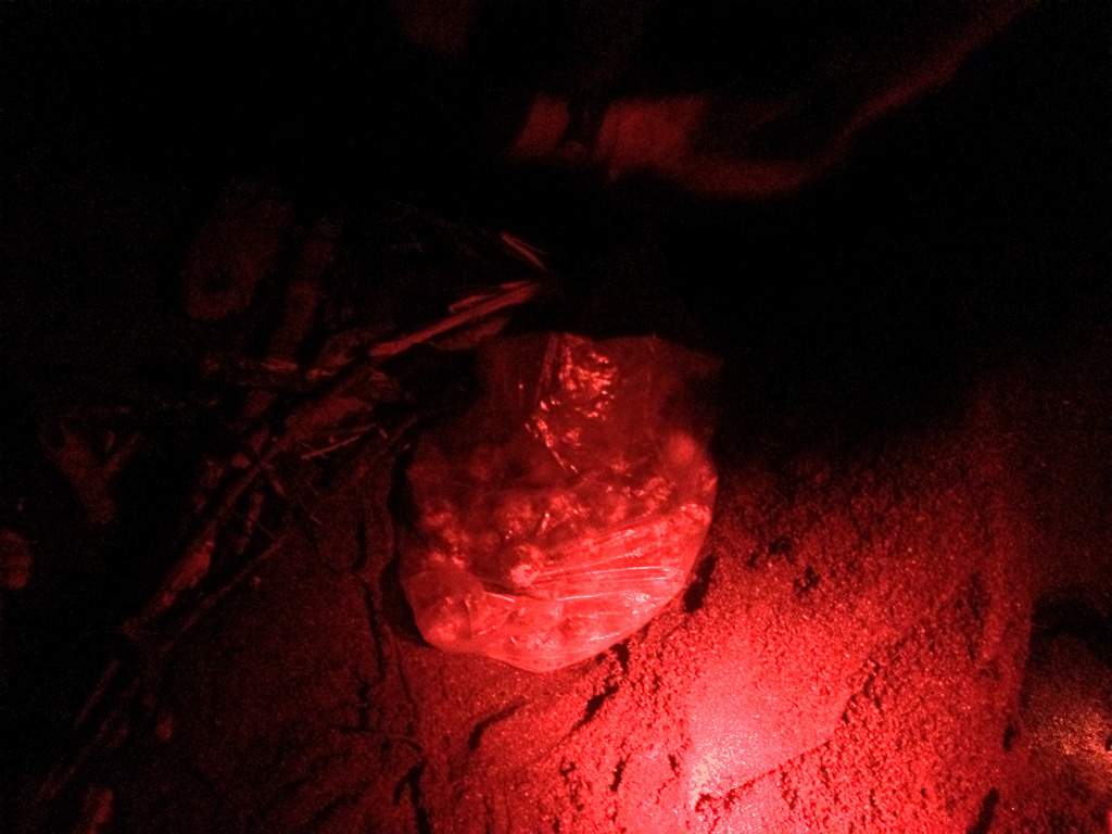 bag of turtle eggs camaronal 7.jpg