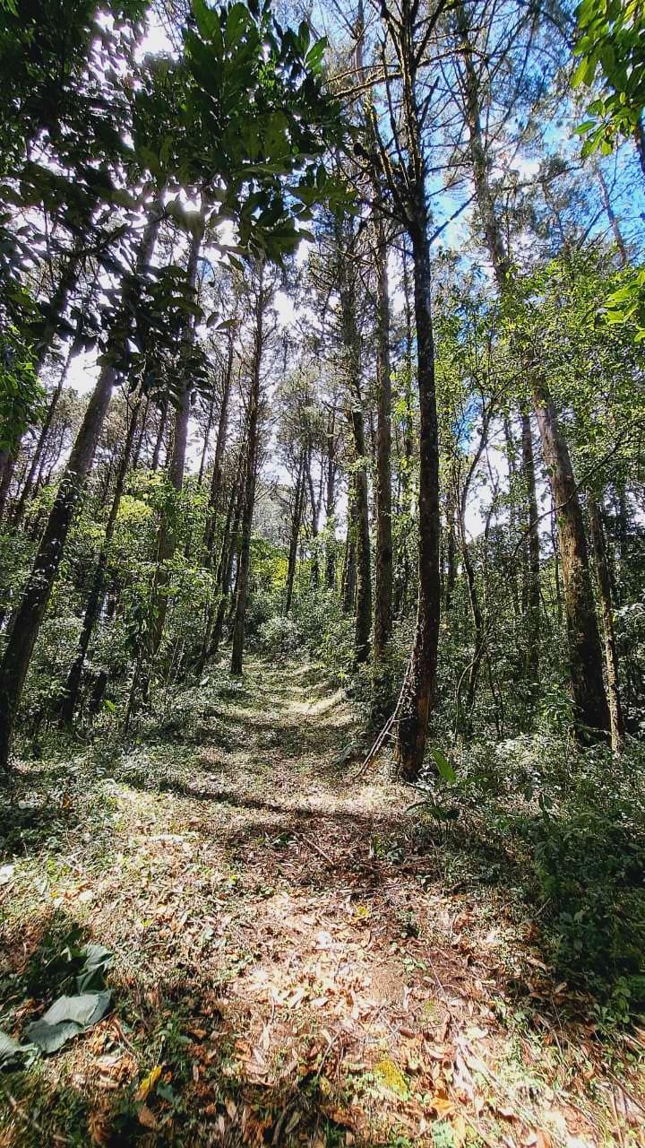 lots in the mountains of cartago for sale view 009.jpeg