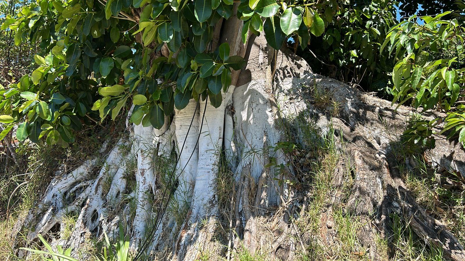 repurpose a coffee farm into a turn key mixed use development complex view 010.jpeg