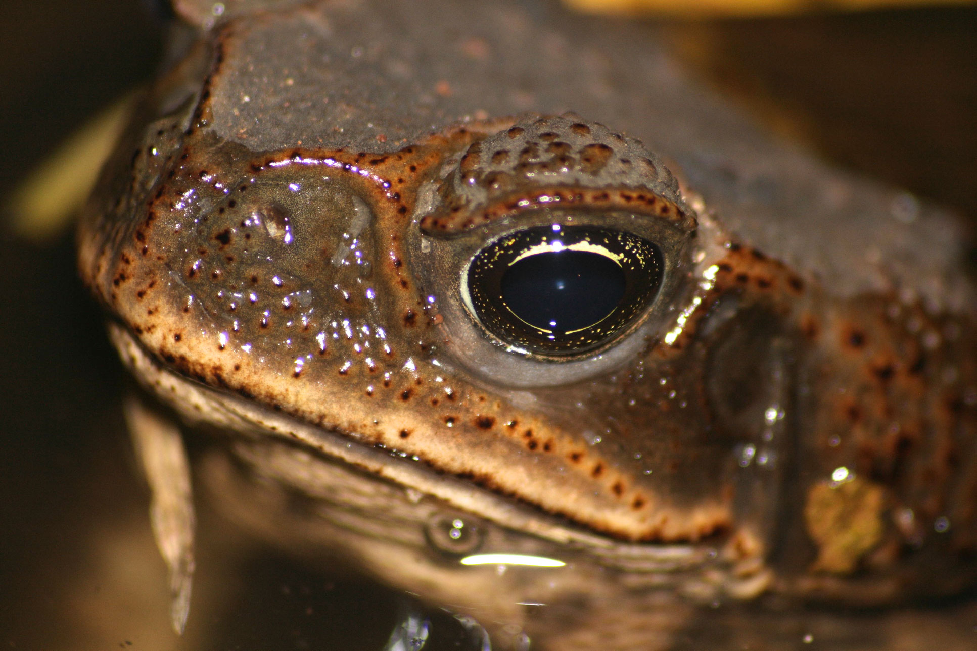 Bufo Toad Eye Closeup Barra Del Colorado
