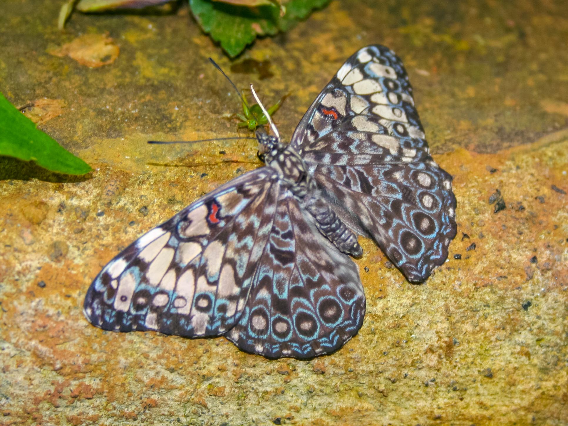Clipper Butterfly On A Rock Waterfall Gardens