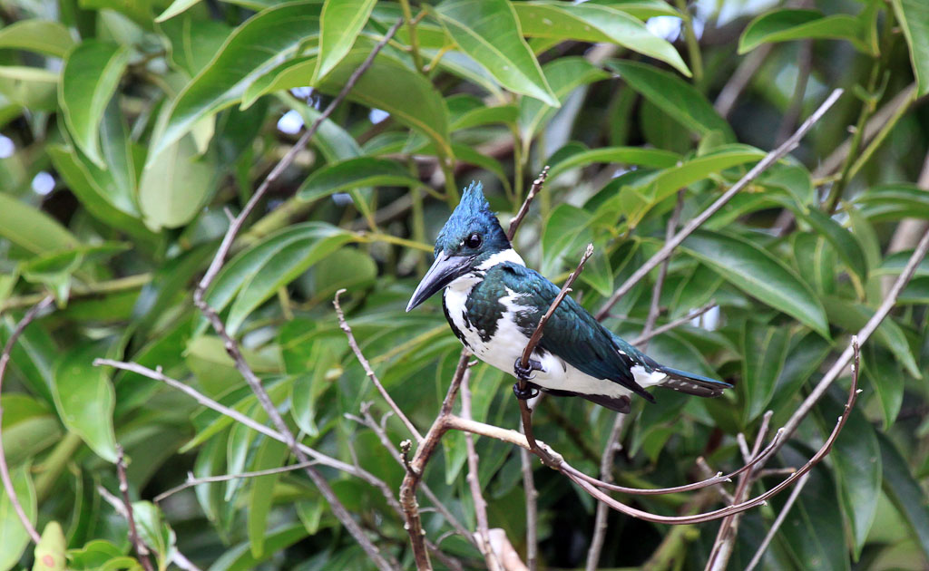 Female Amazon Kingfisher Perching on a Branch over the River