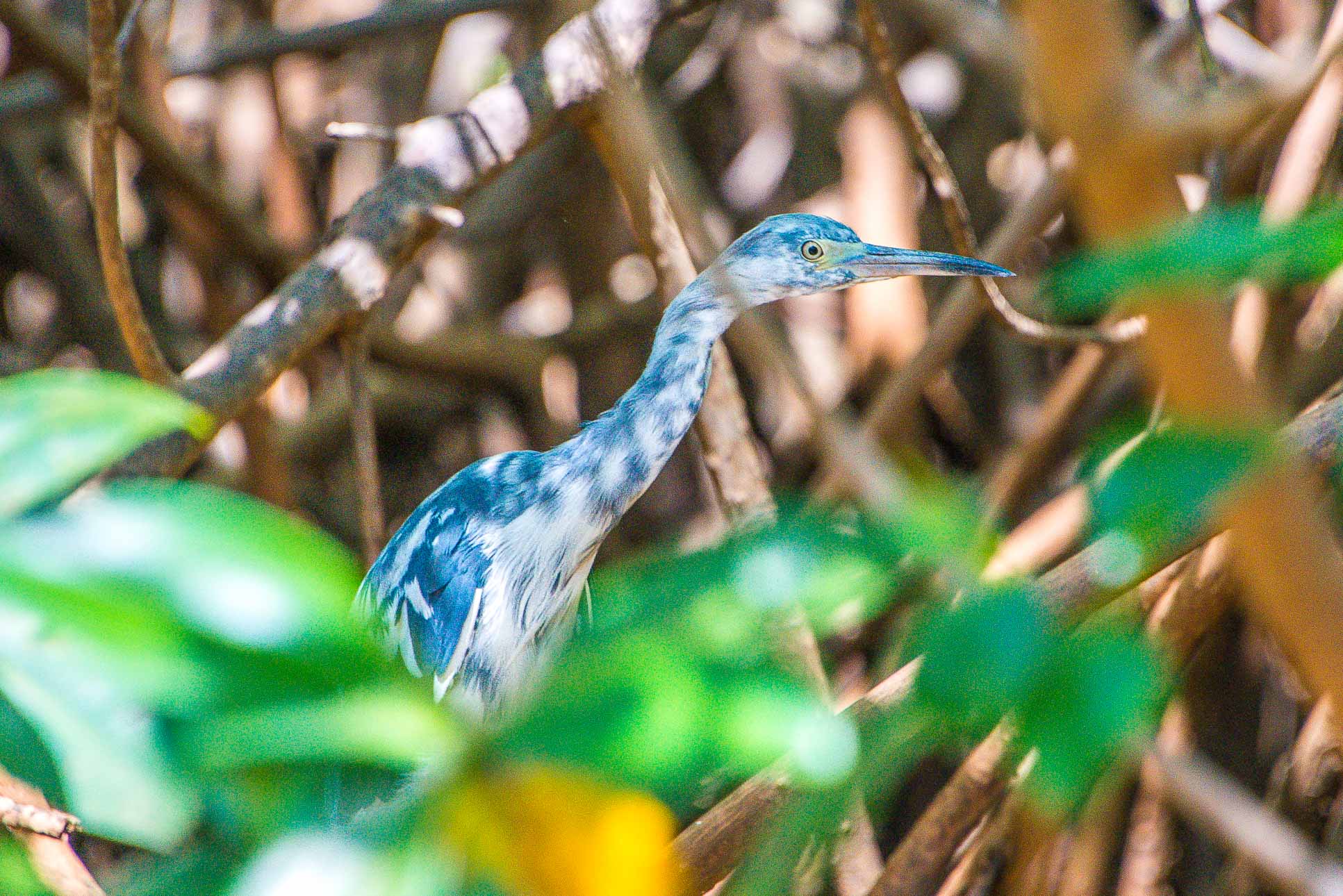 Heron In The Tamarindo Estuary