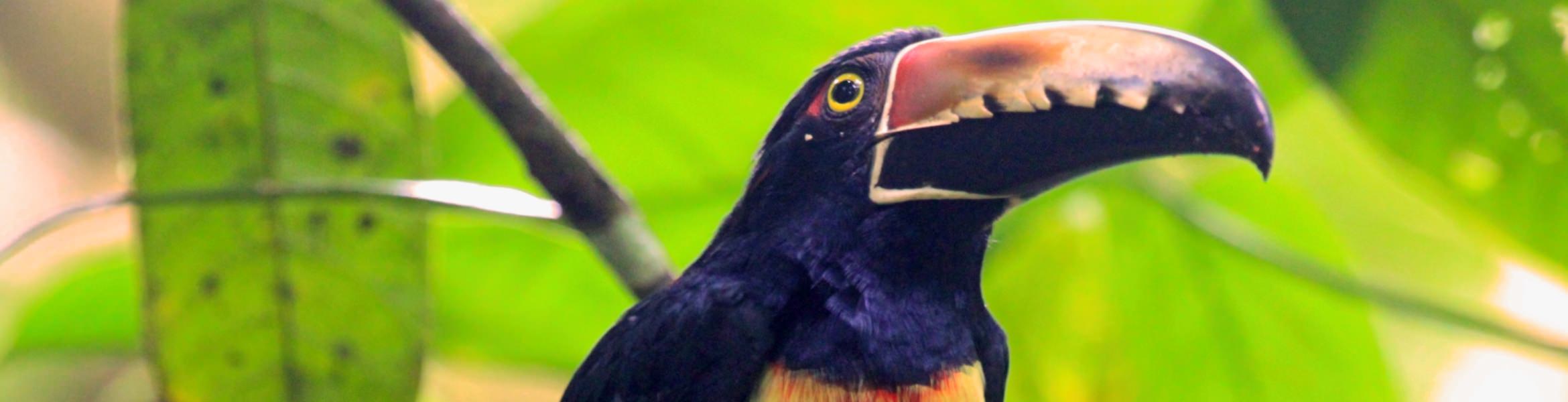 tortuguero in pictures collared aracari.jpg
