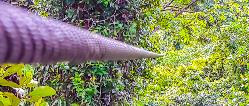 Zip Line Corcovado Canopy Tour