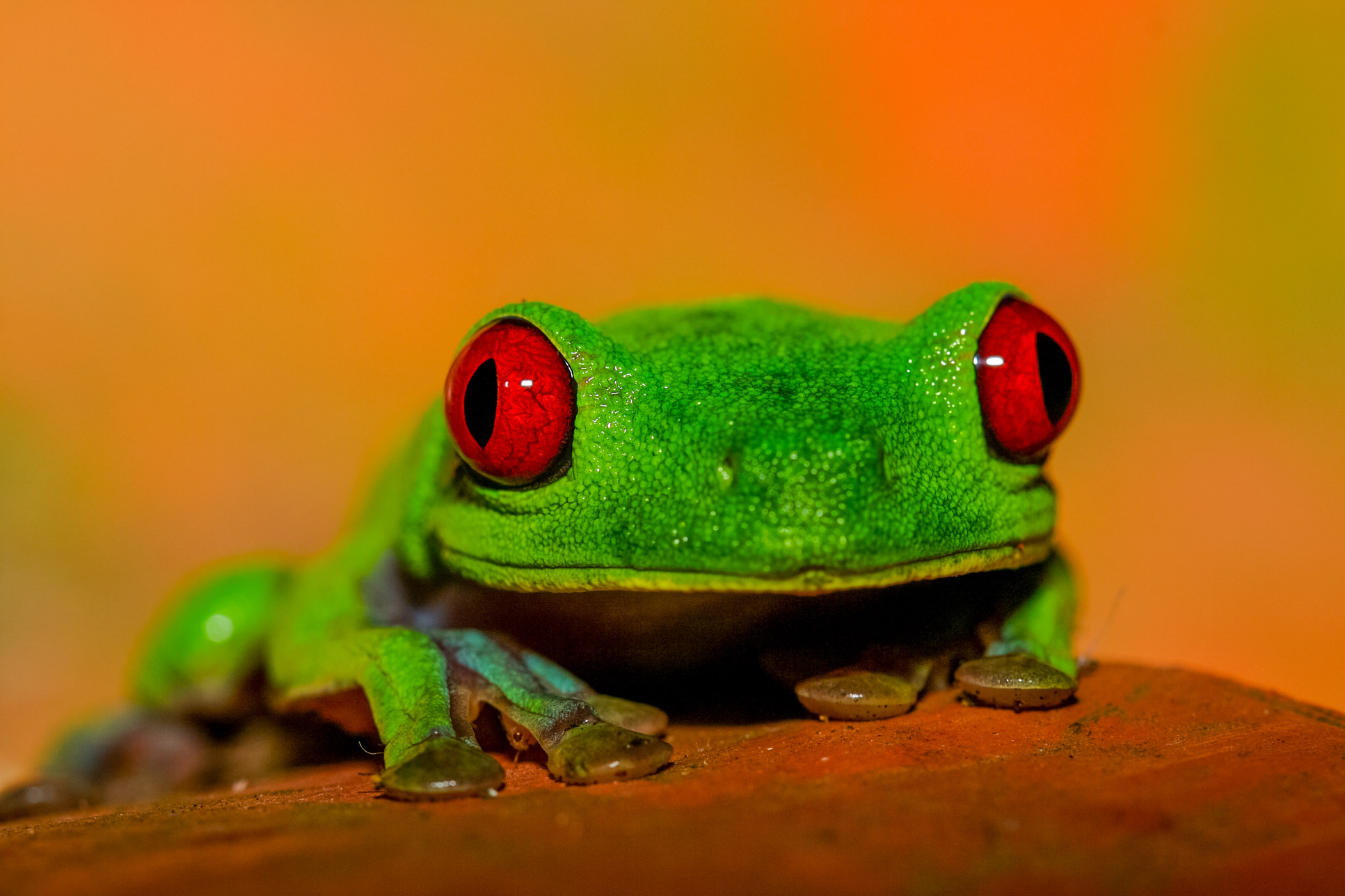 red eye green tree frog playa nicueza 6.jpg