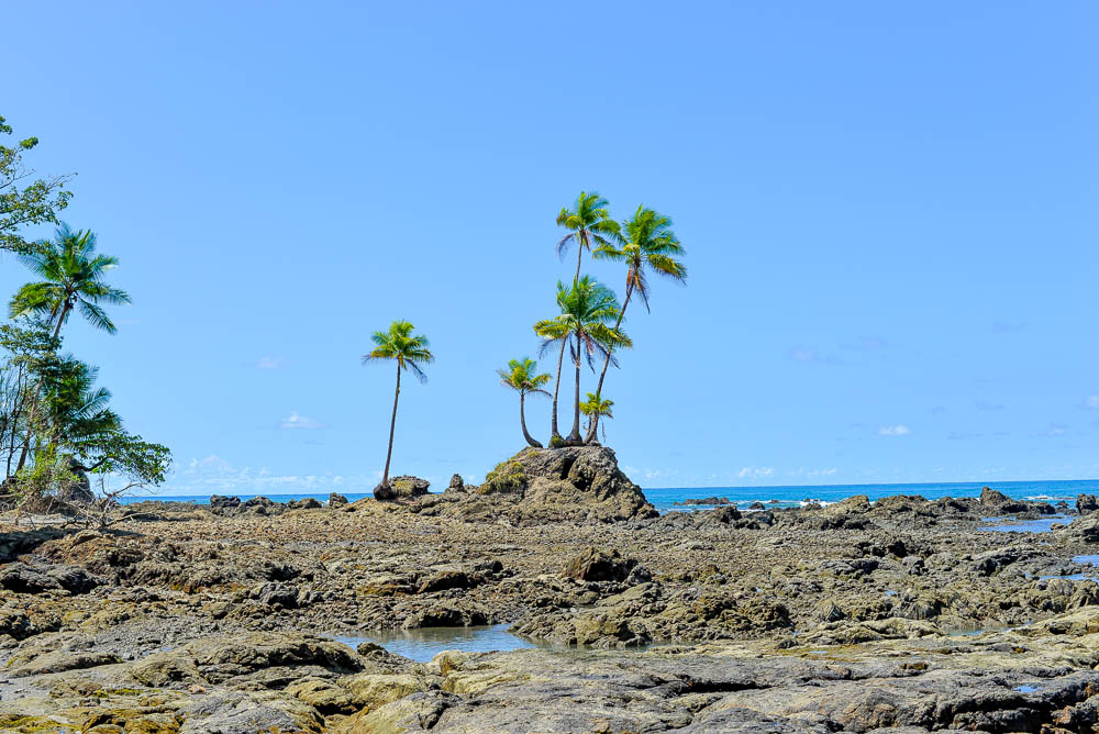 Palm Trees On Rocks Hike From Sirena To La Leona Ranger Station Corcovado National Park