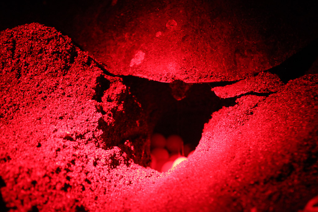 closeup turtle egg hole camaronal 6.jpg