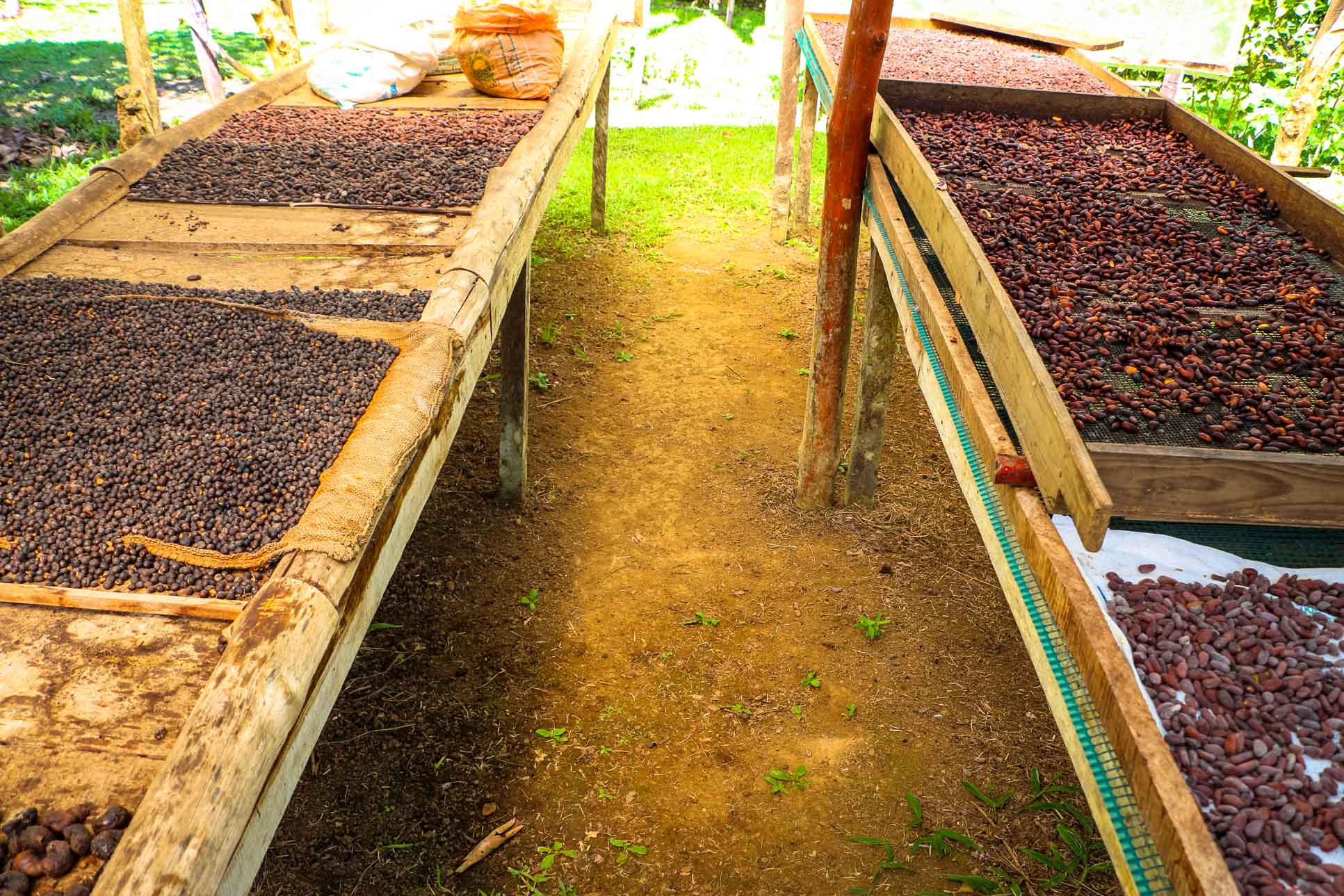 Cacao Seeds On Drying Rooms Finca Kobo Chocolate Tour