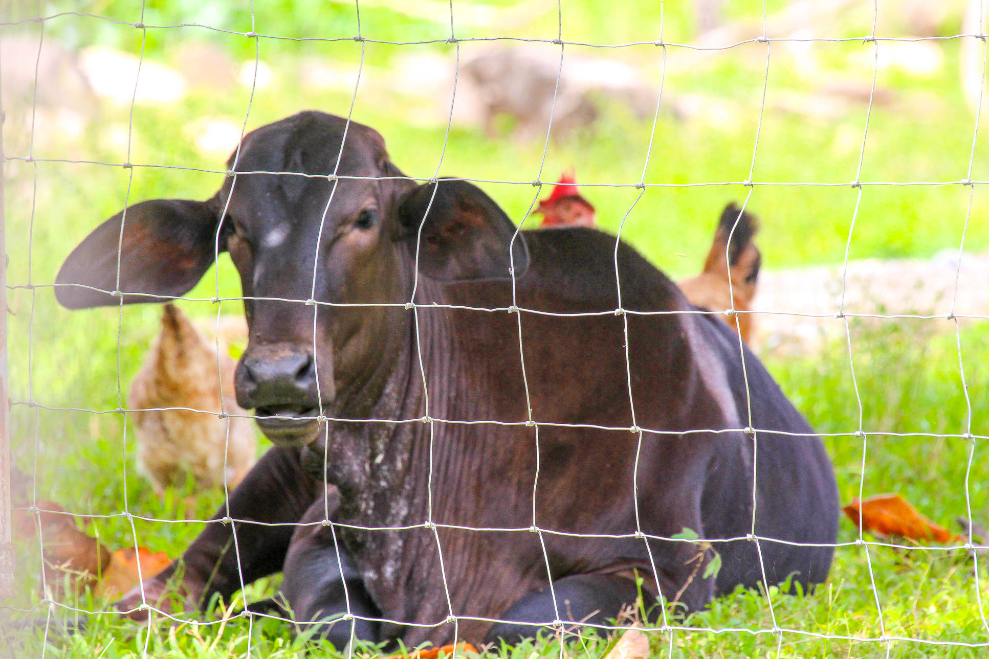 Veal Behind A Fence Sierpe Mangler