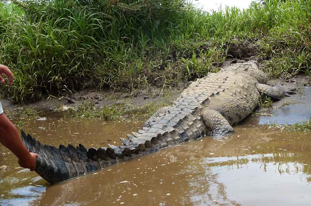 crocodile safari tour osama 4.jpg