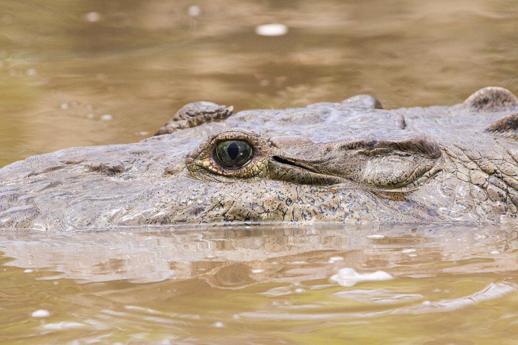 Crocodile Green Eyes
