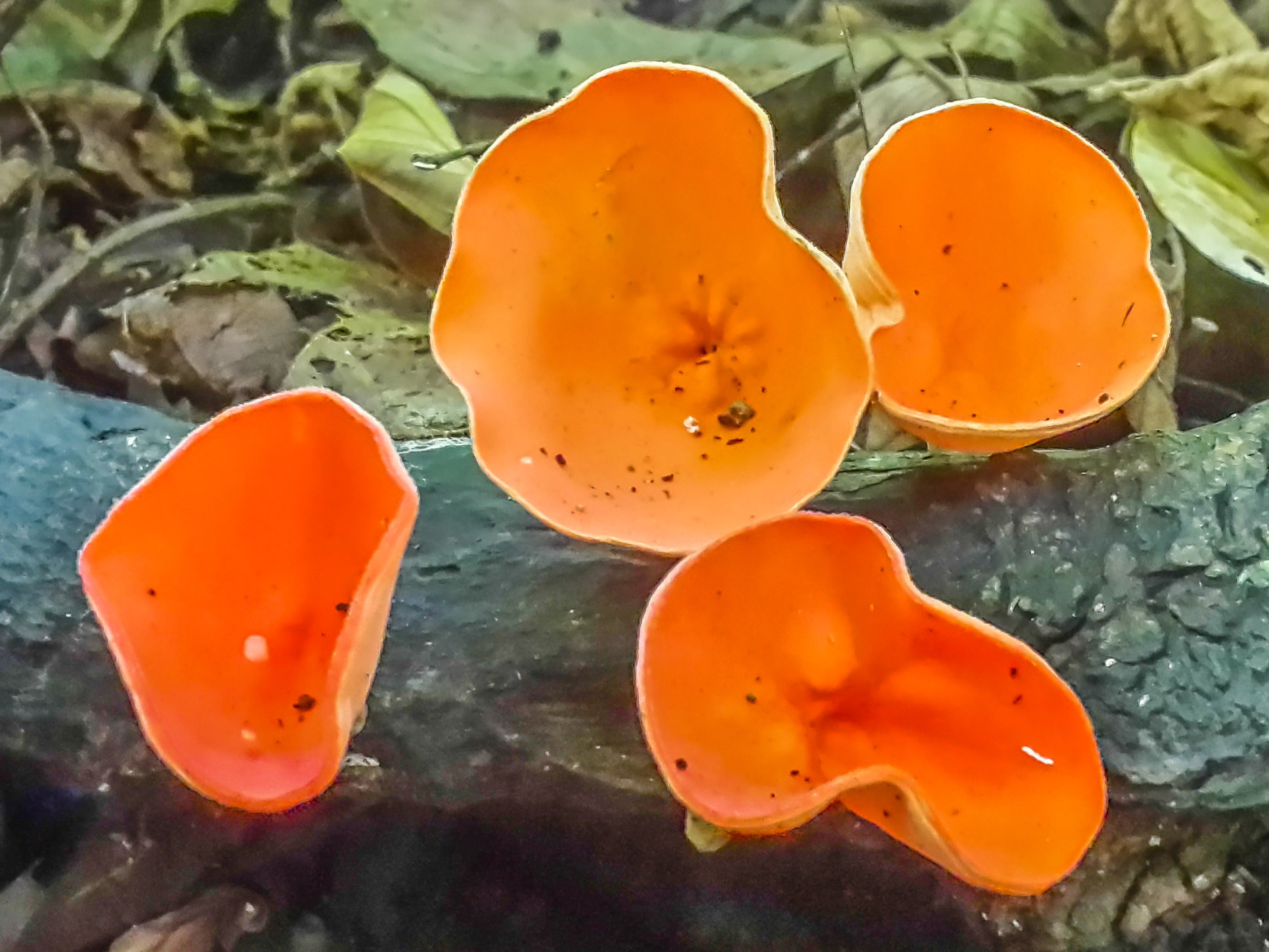 Orange Mushrooms Cabo Blanco Reserve