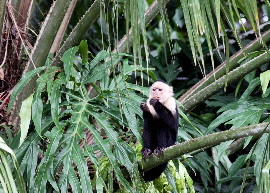 Capuchin Monkey Peels and Eats a Fruit