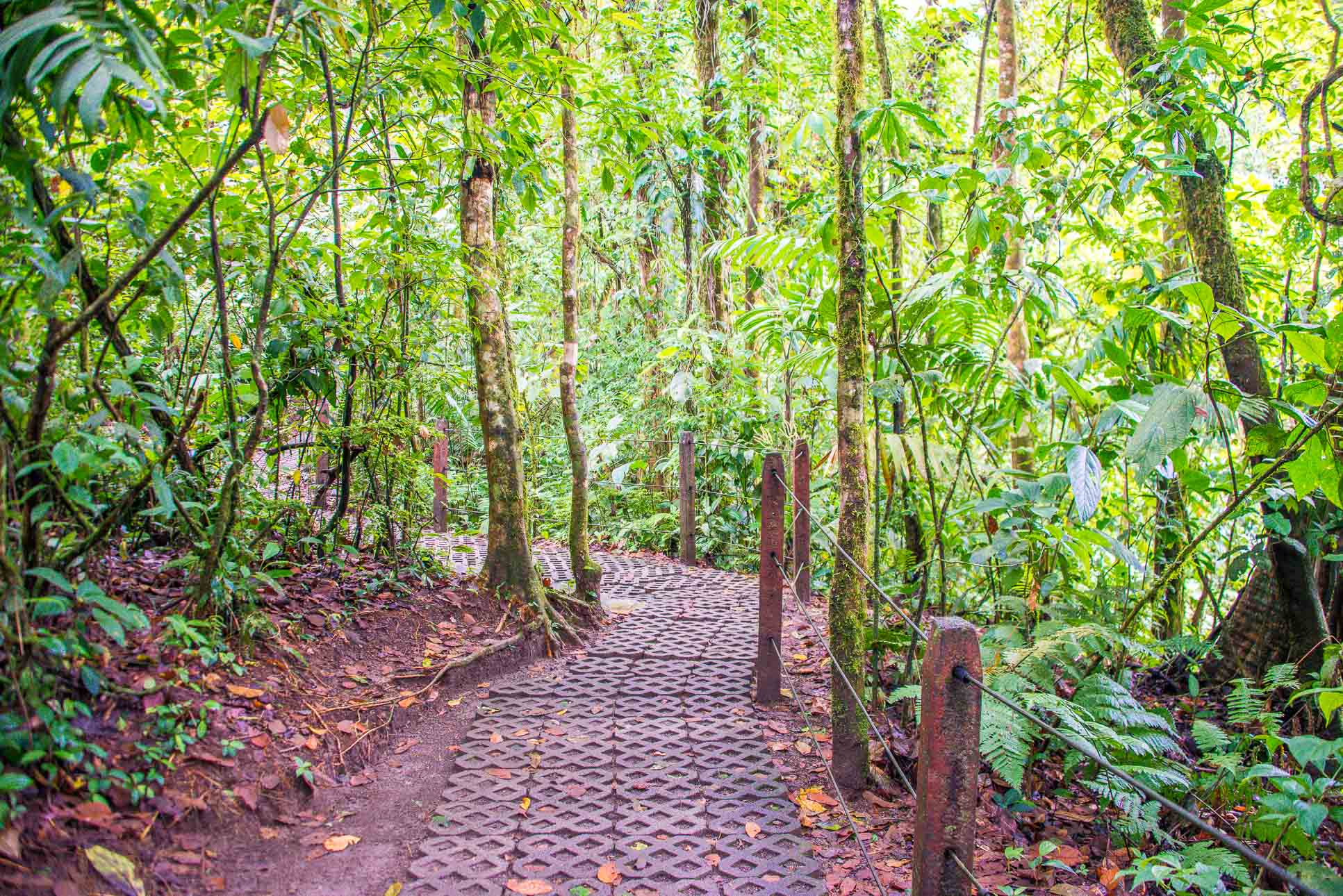 Buried Cement Block Trail Arenal Hanging Bridges Mistico Park