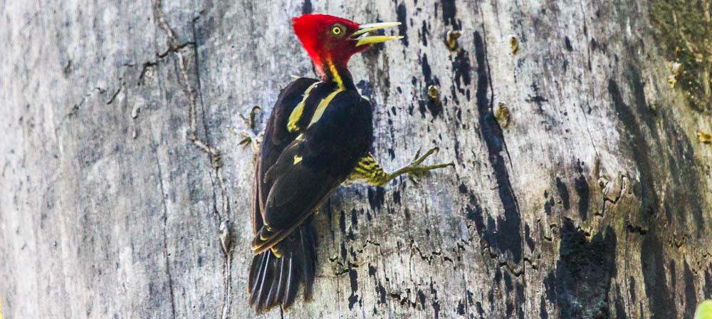 Woodpecker Stairing At The Camera
