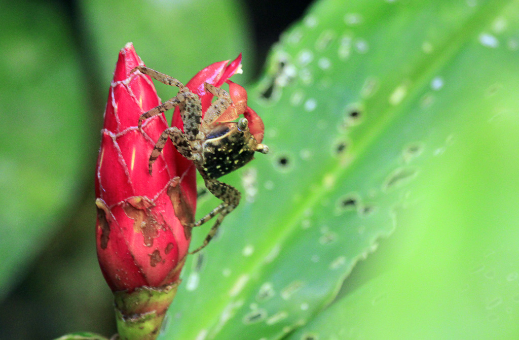 Land crab perched on top of a ginger plant