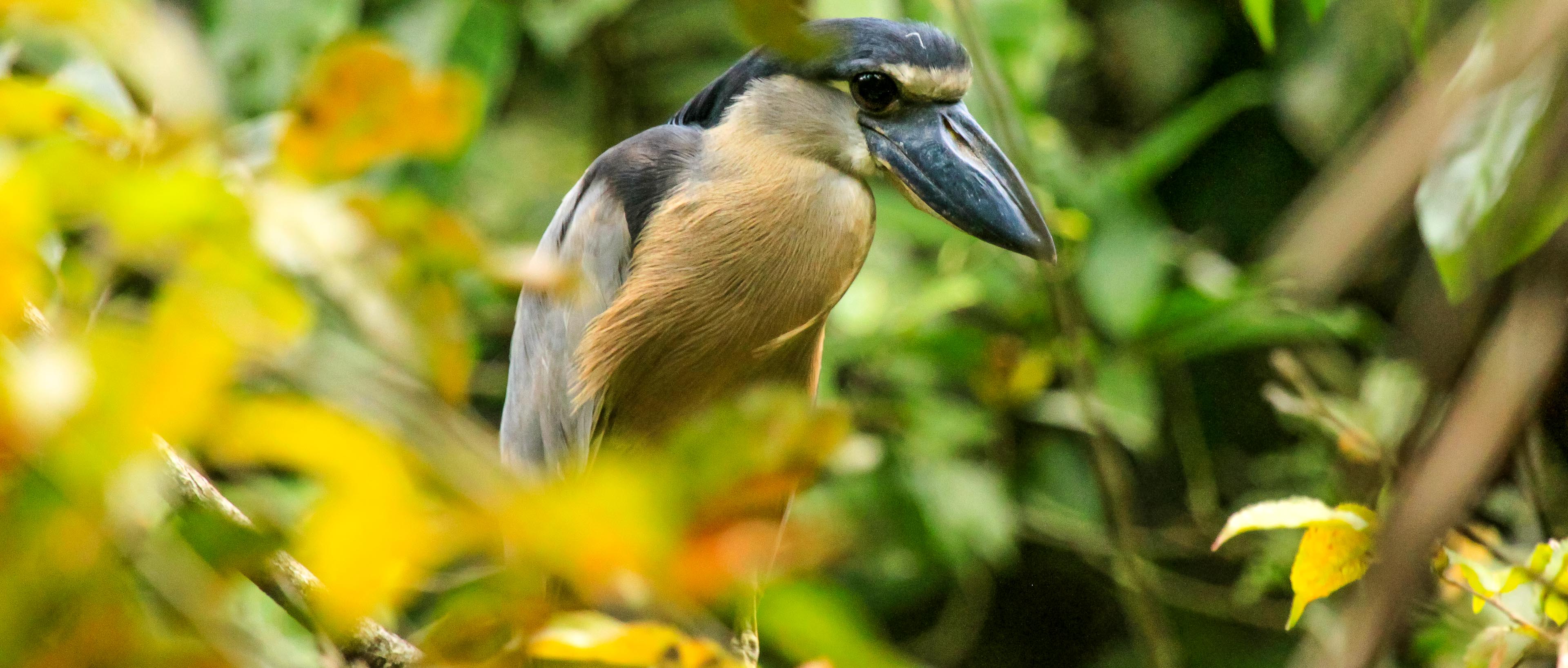 A boat billed heron watches over its young 