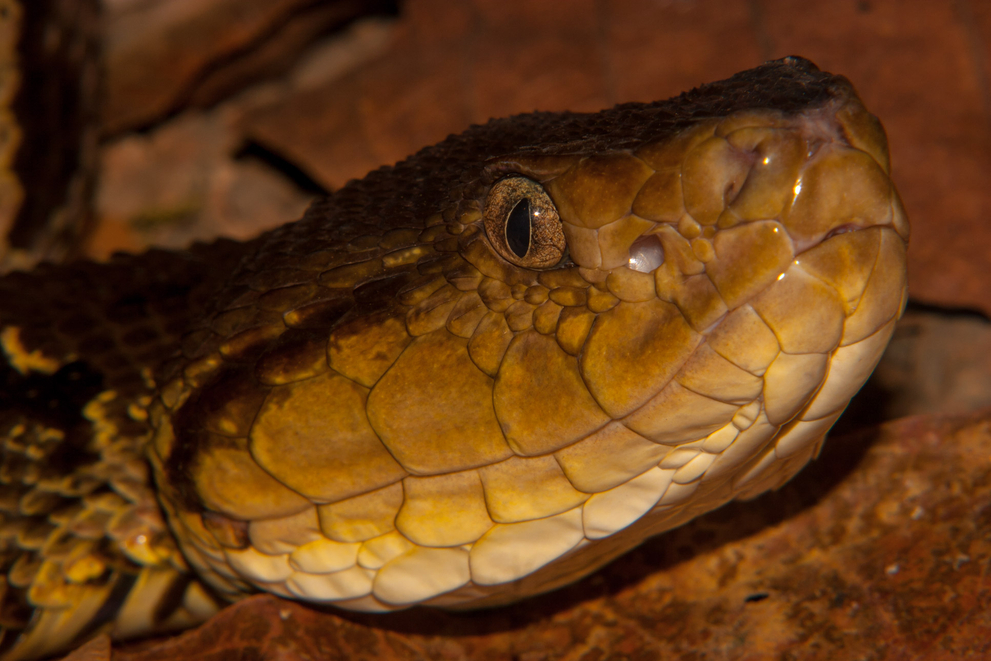 Fer De Lance Viper Face