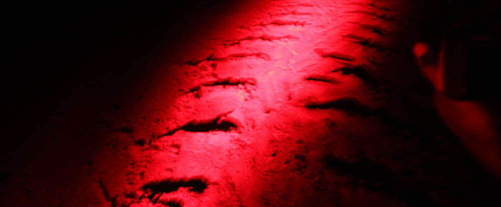 turtle tracks camaronal 1.jpg