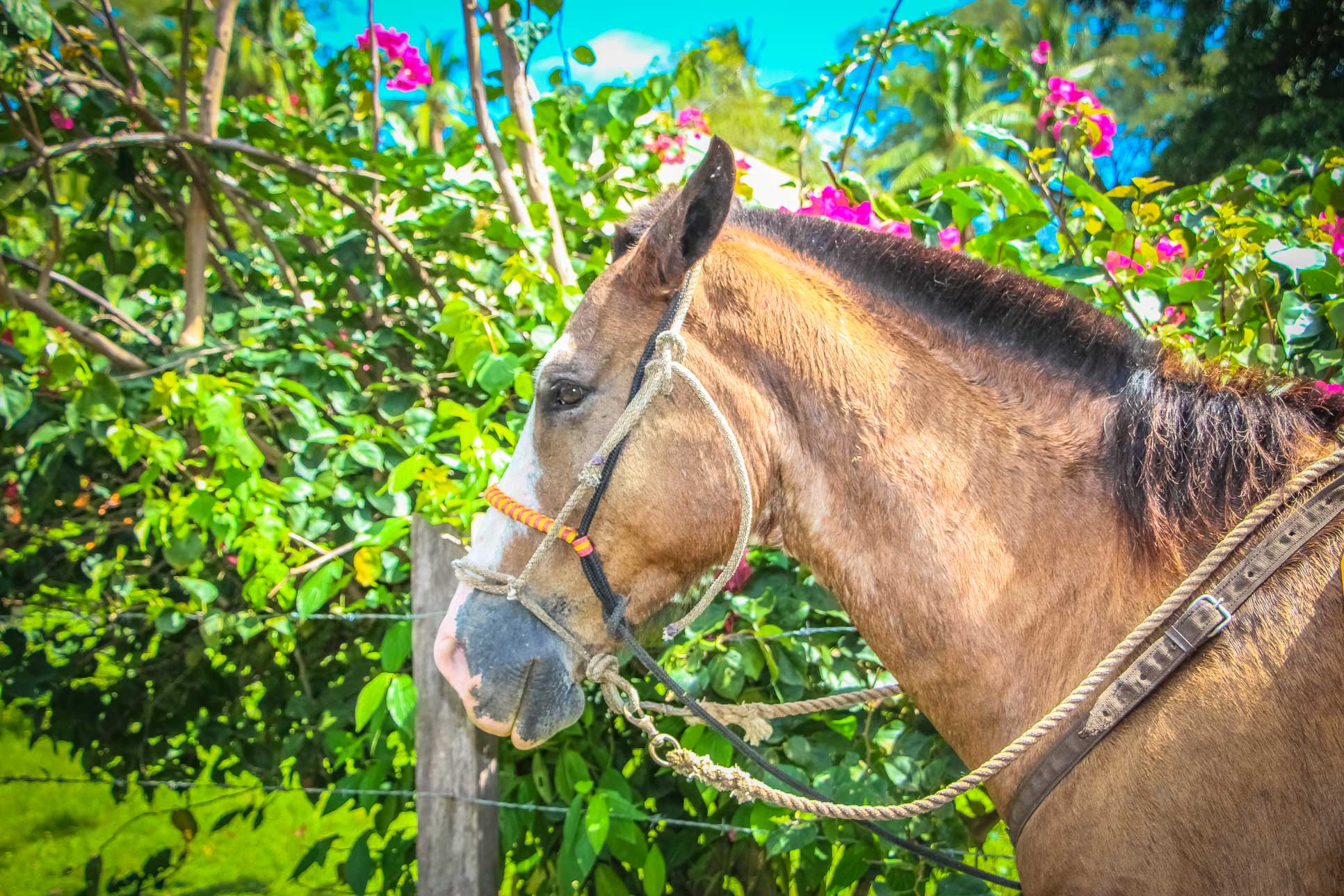 Horse Close Up Rancho Tropical Matapalo