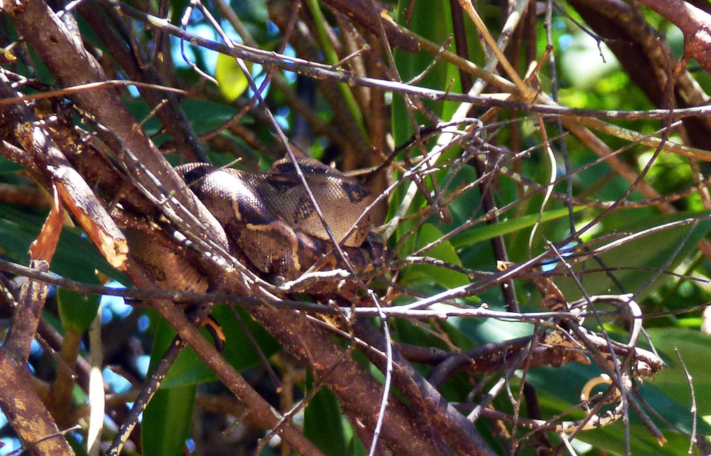 manglar isla mangrove kayak boa constrictor 4.jpg