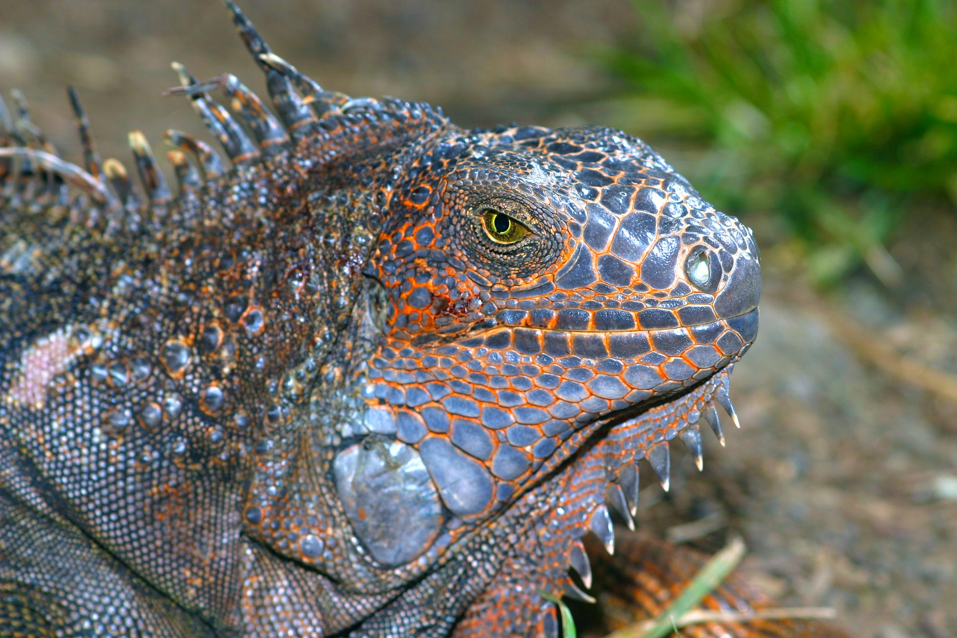 Adult Green Iguana Face Closeup Papagayo