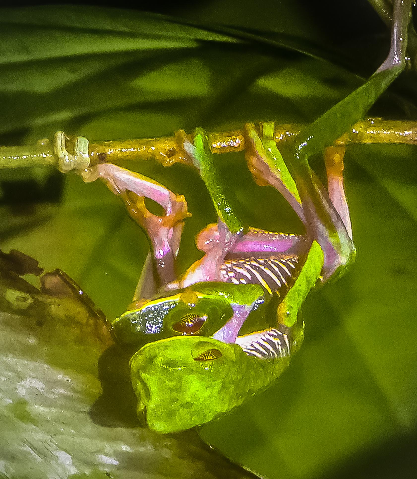 red eye green tree frog mating la leona nightwalk costa rica 4.jpg
