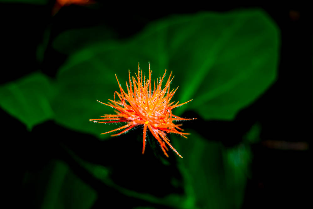 Orange Flower On Los Patos Trail