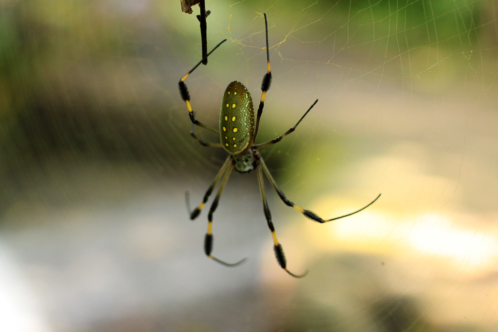 Golden silk waever Spider