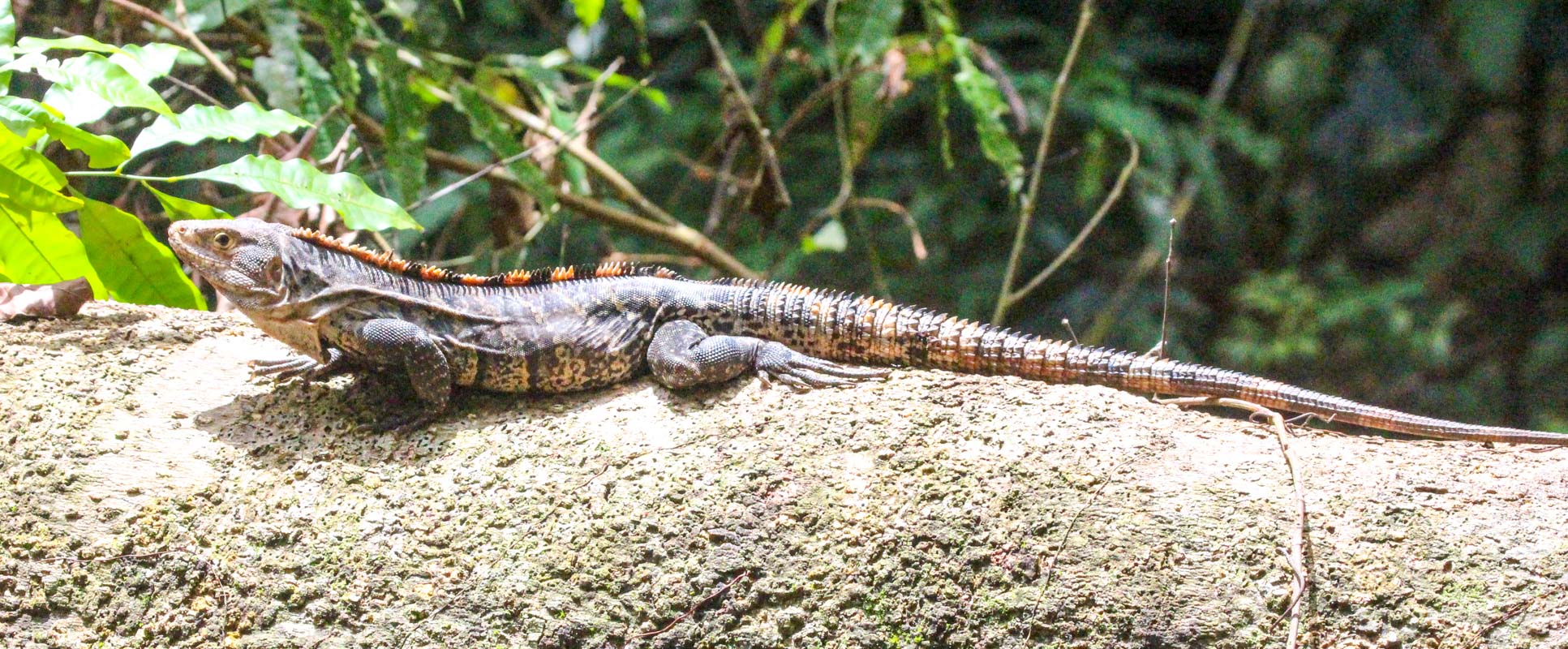 Iguana On A Fallen Branch At Sirena Ranger Station Corcovado National Park