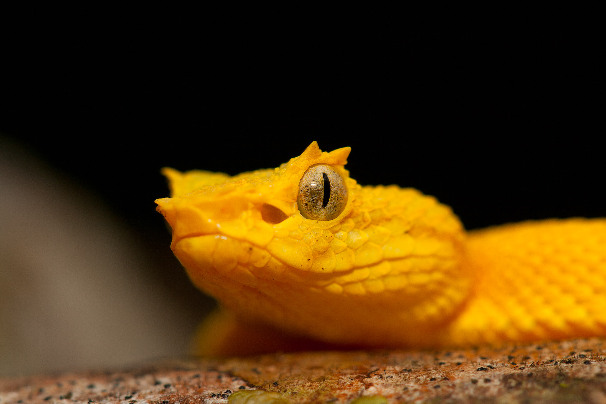 Pitviper Snake Face Closeup At Cahuita National Park