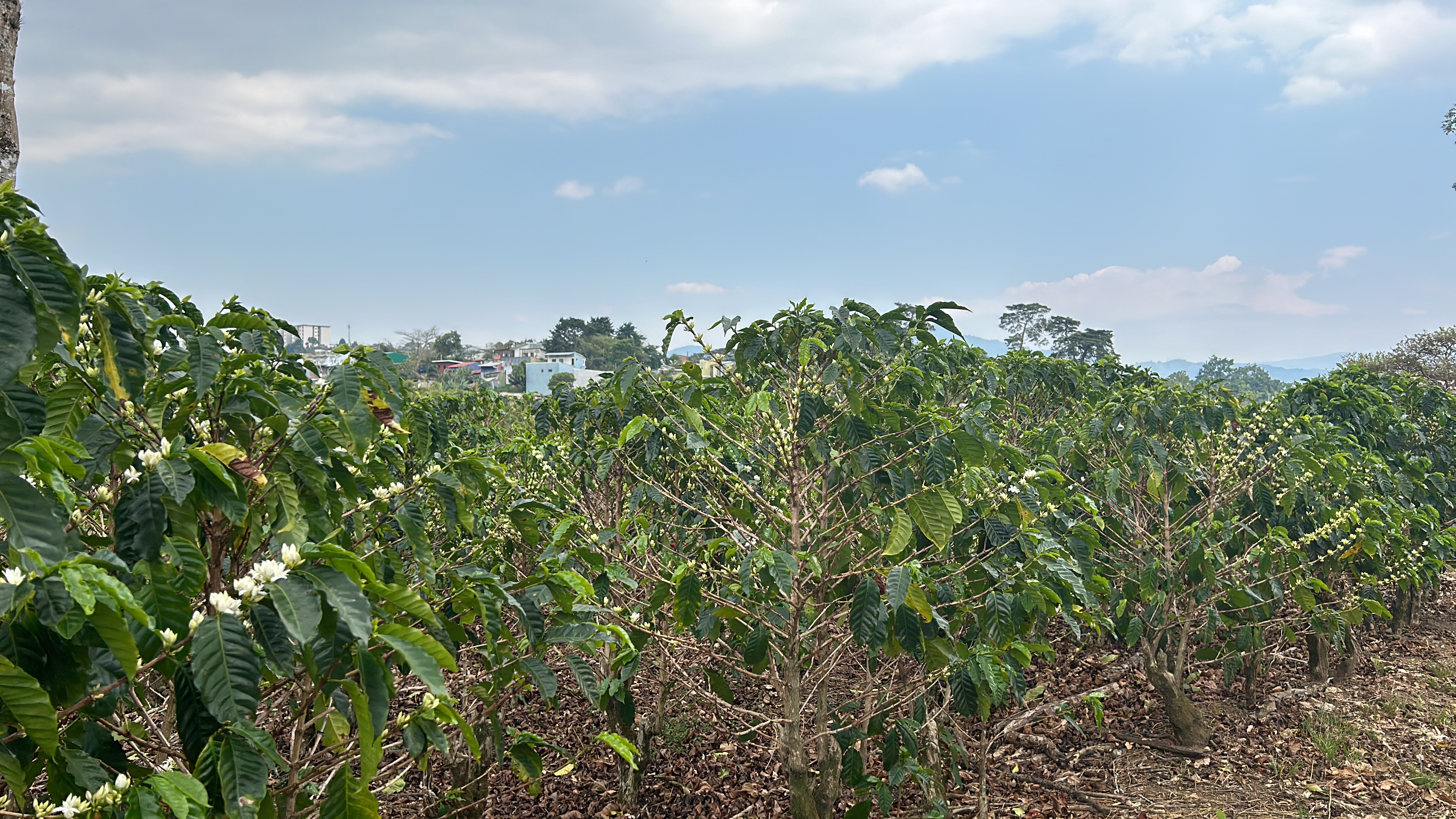 cul de sac residential development lot view 001.jpg