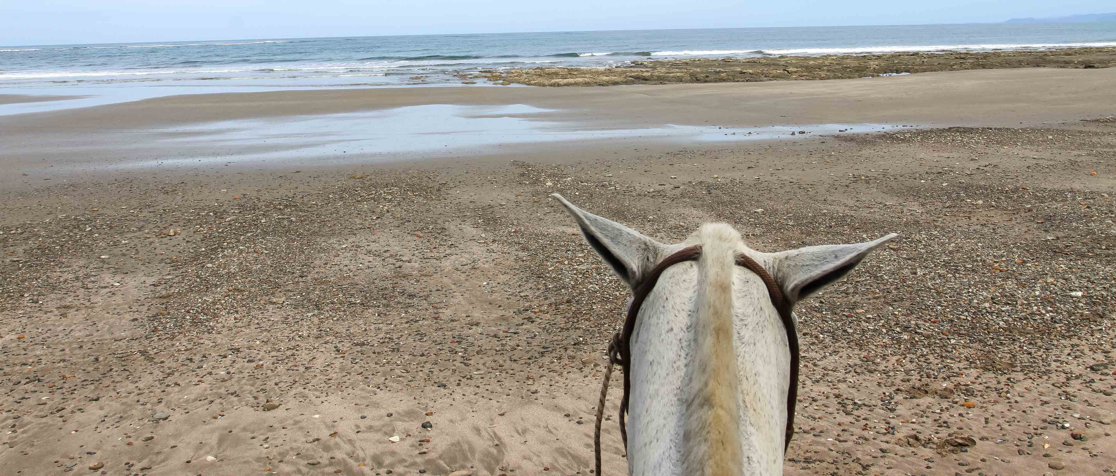 Horse Ears Facing The Ocean At Ario Beach