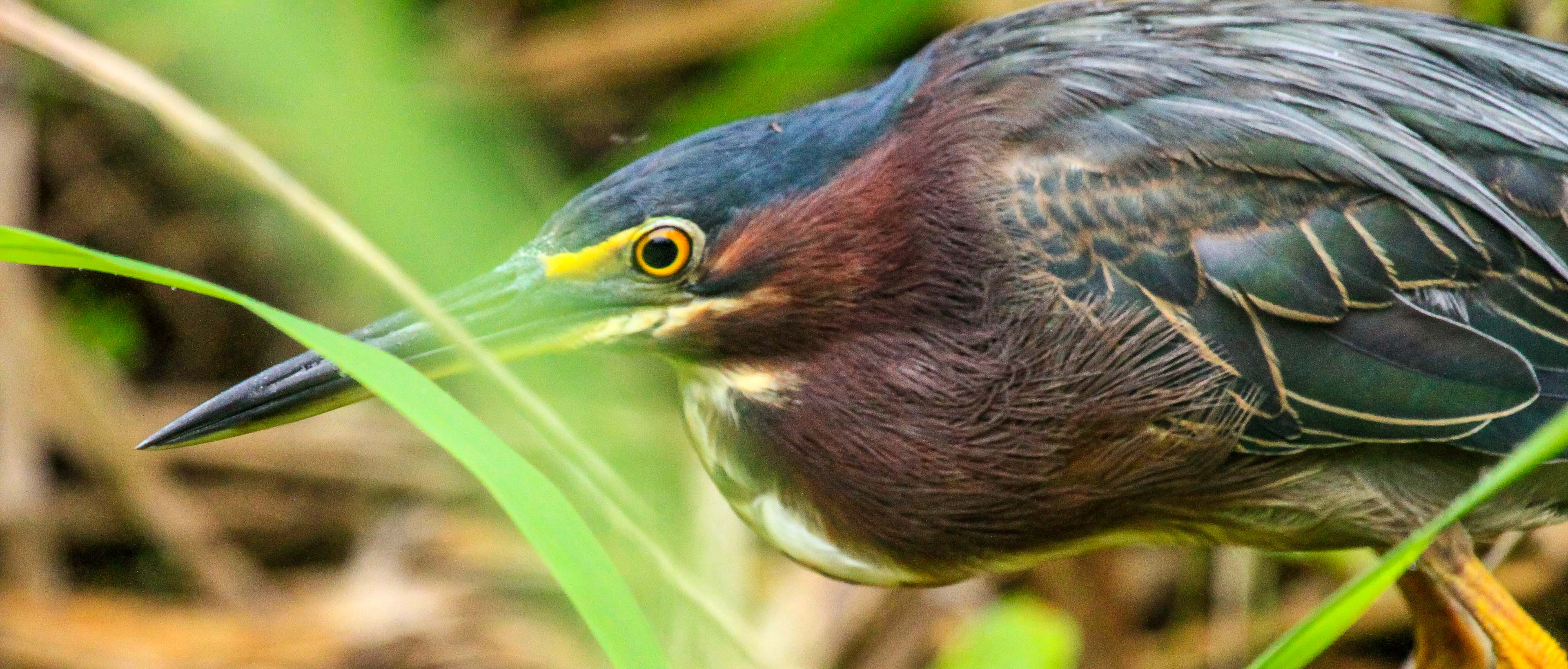 Adult green heron stalking through the grass looking for bugs to use at bait for catching minnows