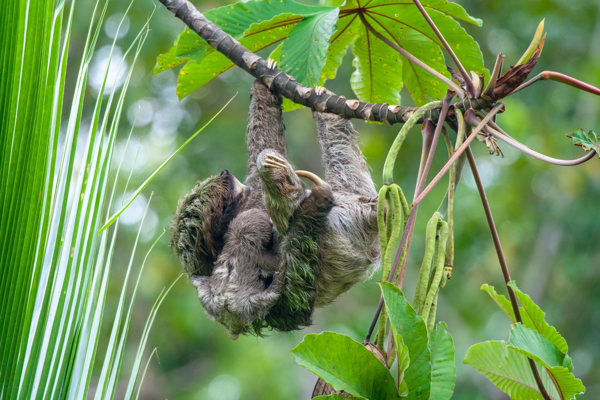 Sloth With Baby Sloth Puerto Viejo Limon
