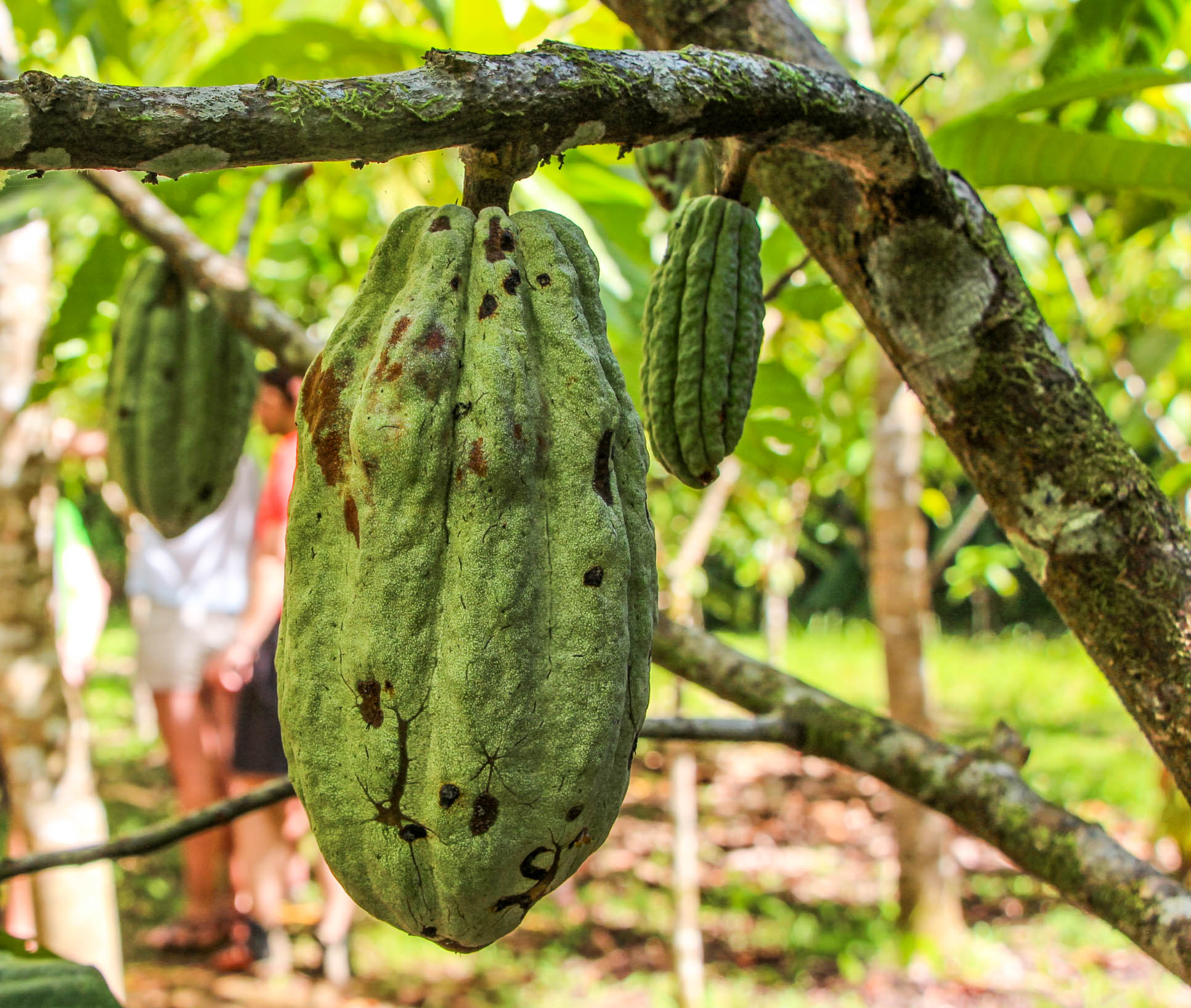 Cacao Fruit Attached To Tree Finca Kobo Chocolate Tour