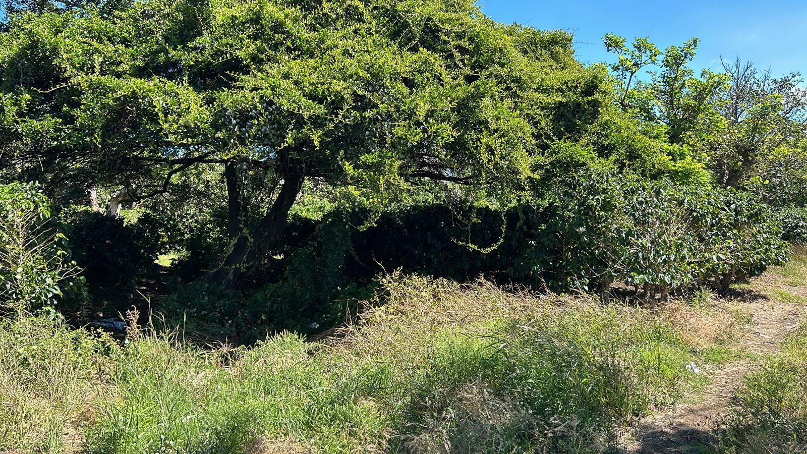 coffee estate construction site in santo domingo view 008.jpeg