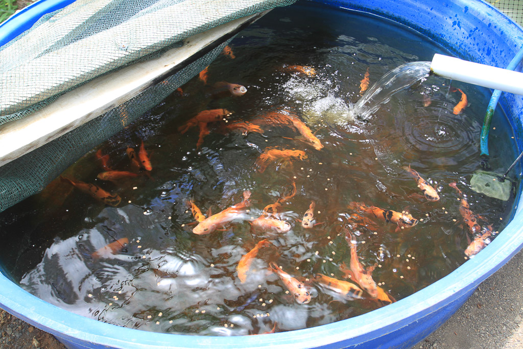 tilapia aquaponics tierrayfuego 19.jpg