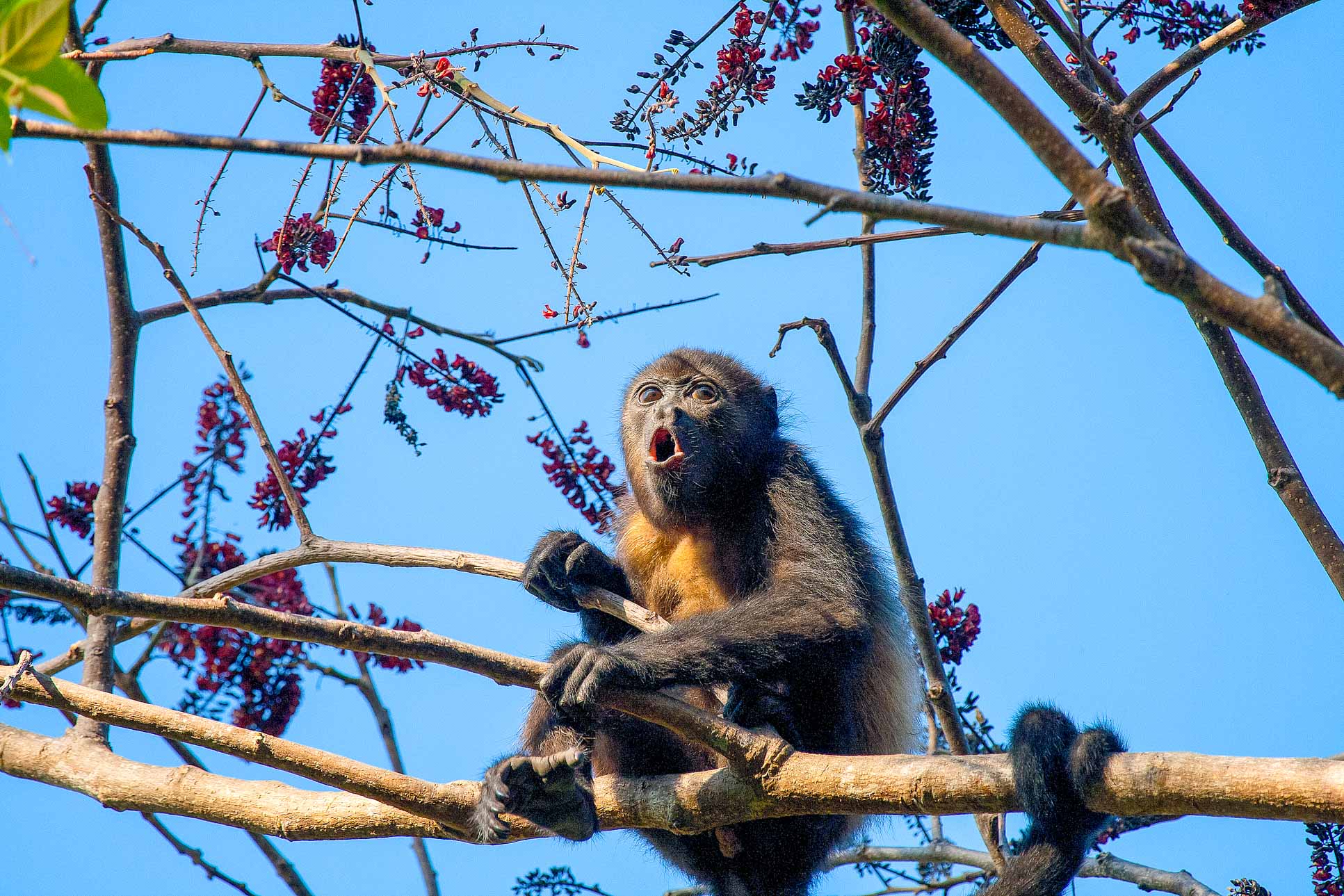 Howling Howler Monkey Howling