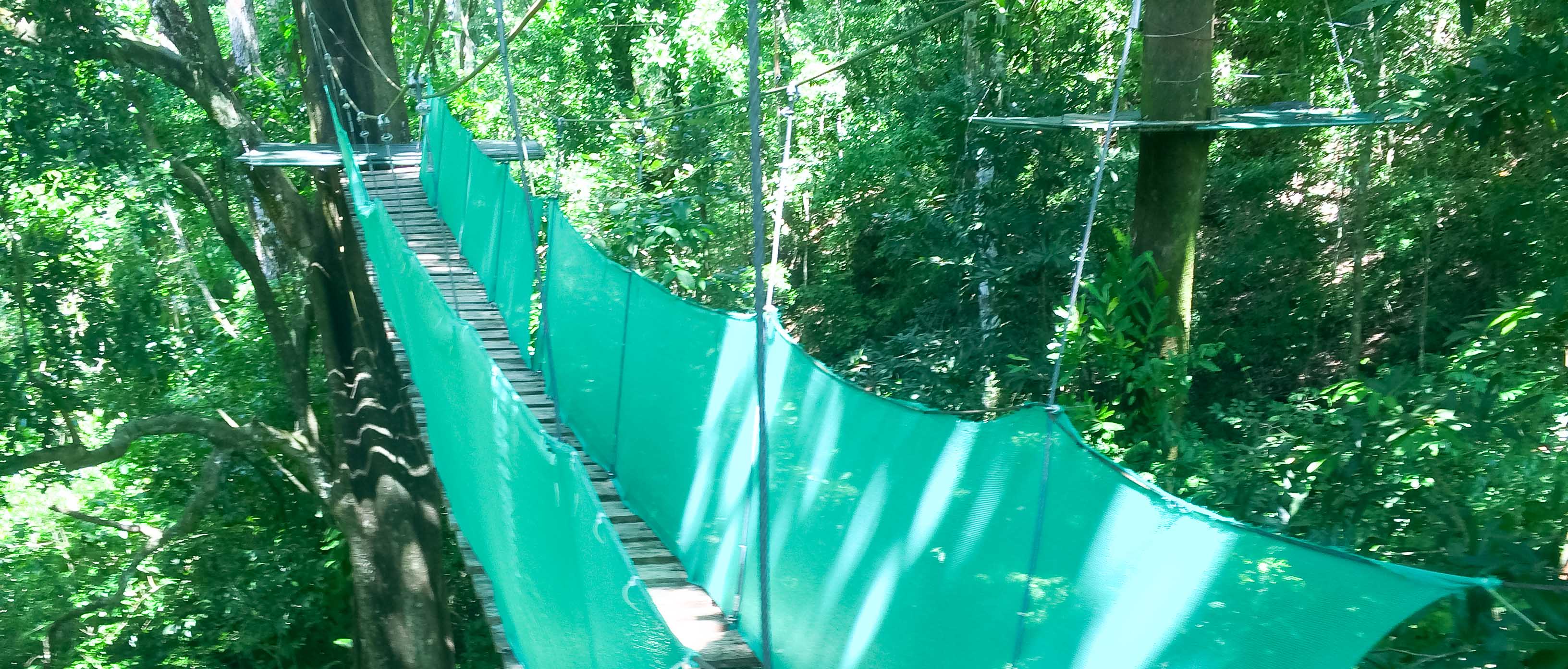 Hanging Bridge Canopy Mal Pais