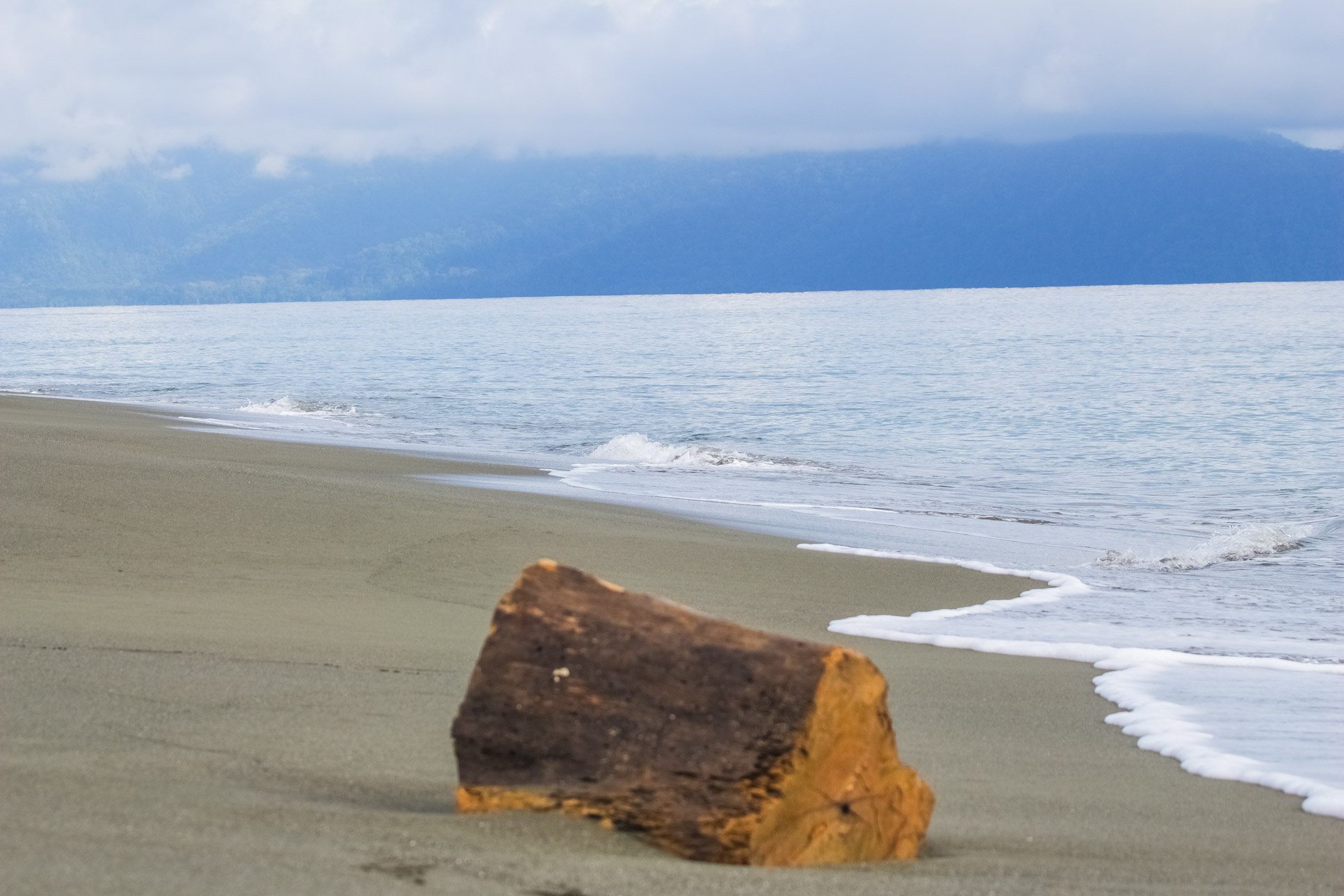 Platanares Beach Trunk Platanares Mangroves In Puerto Jimenez