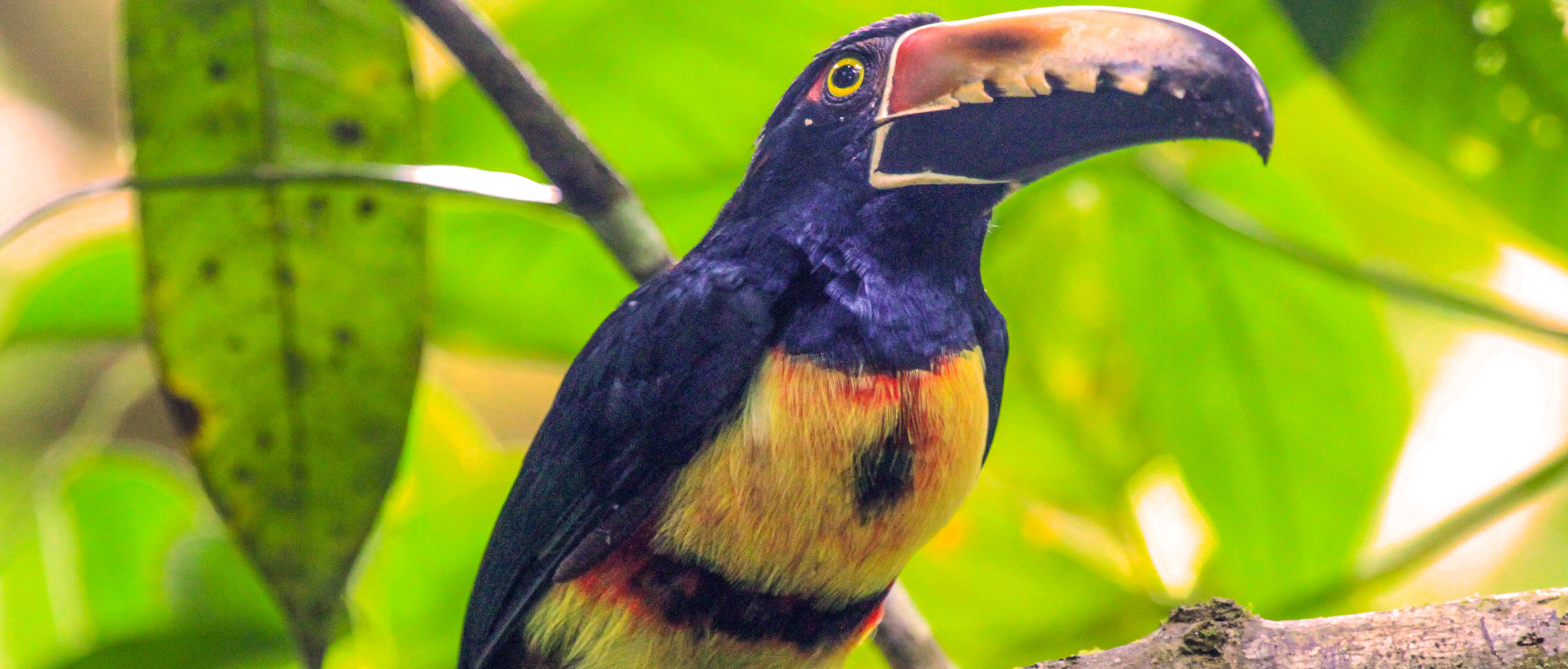 A collared aracari perching in a tree