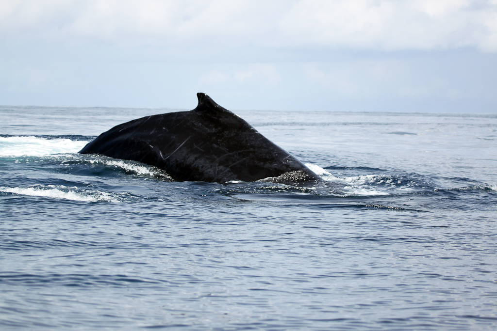 Humpback whales breaching the surface