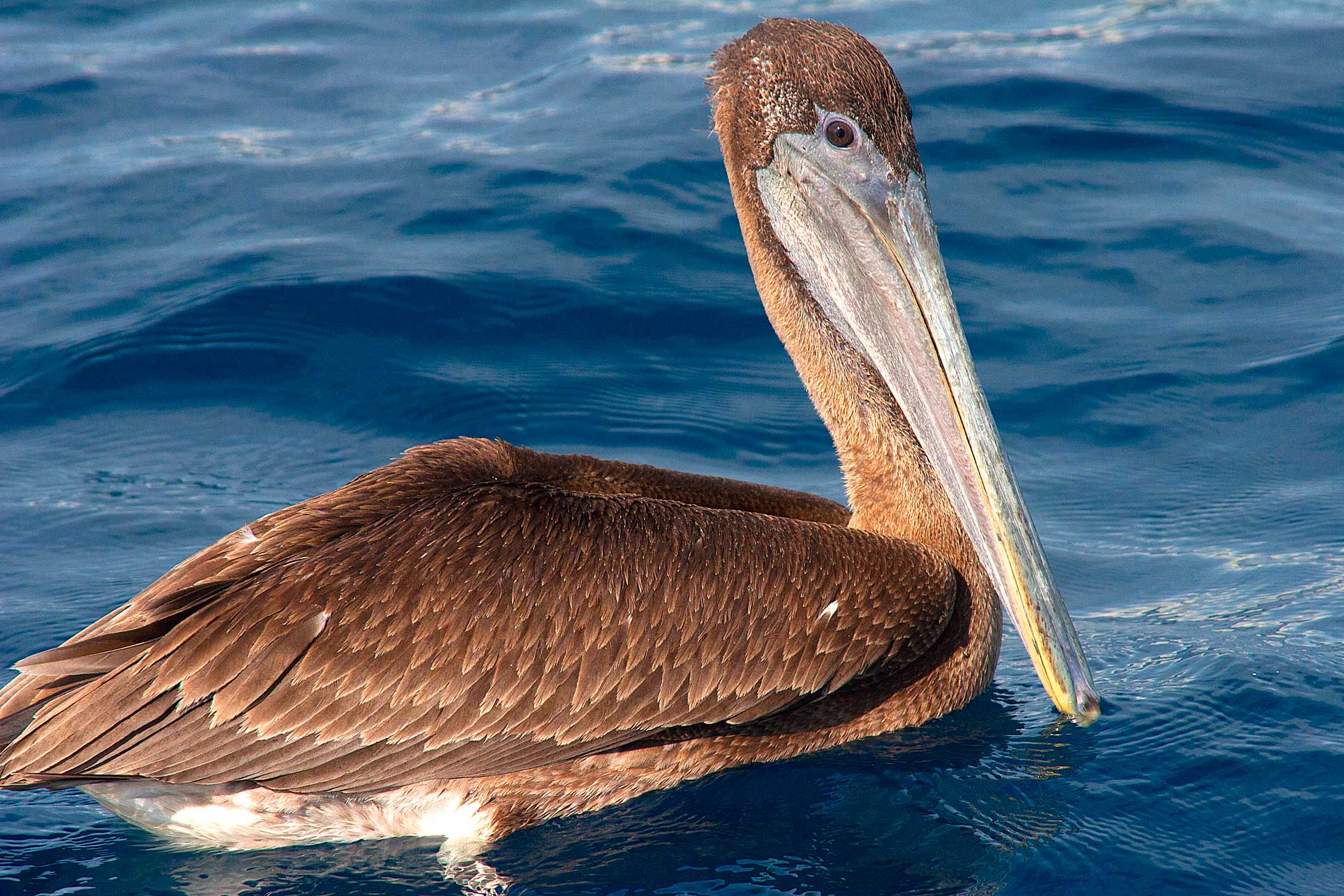Brown Pelican Pelecanus Occidentalist Floating On Water